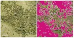 Convolutional Neural Networks Enable Efficient, Accurate and Fine-Grained Segmentation of Plant Species and Communities from High-Resolution UAV Imagery