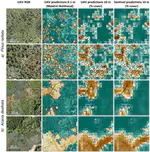 UAV Data as Alternative to Field Sampling to Map Woody Invasive Species Based on Combined Sentinel-1 and Sentinel-2 Data