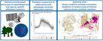 A continuous tree species-specific reflectance anomaly index reveals declining forest condition between 2016 and 2022 in Germany