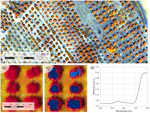 Detection of Xylella Fastidiosa Infection Symptoms with Airborne Multispectral and Thermal Imagery: Assessing Bandset Reduction Performance from Hyperspectral Analysis